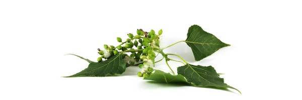 Le macérat de bourgeons de Peuplier